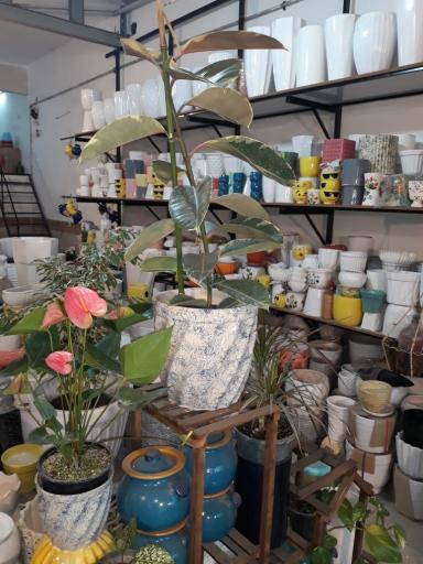 عکس سفالینه یاس