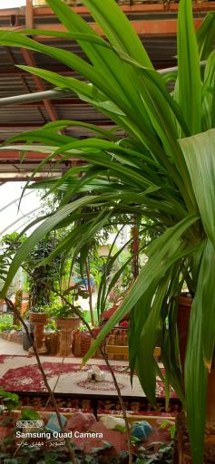 رستوران و سفره خانه سنتی دربند