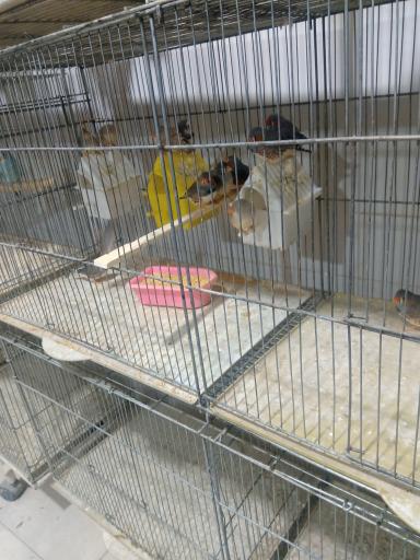 عکس پرنده سرای حسین 