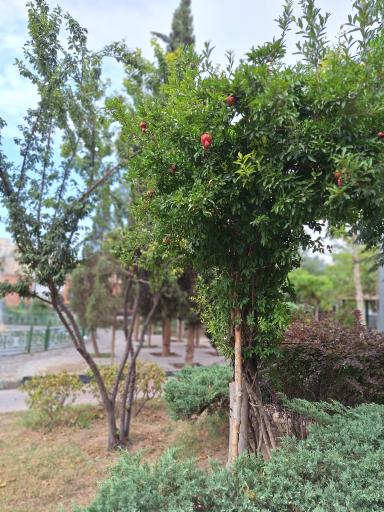 عکس پارک برزگر