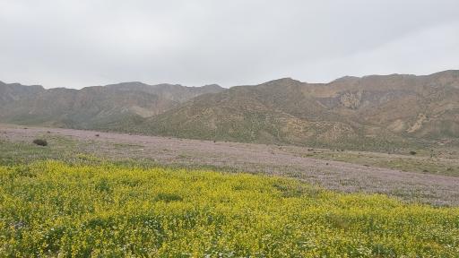 عکس خور