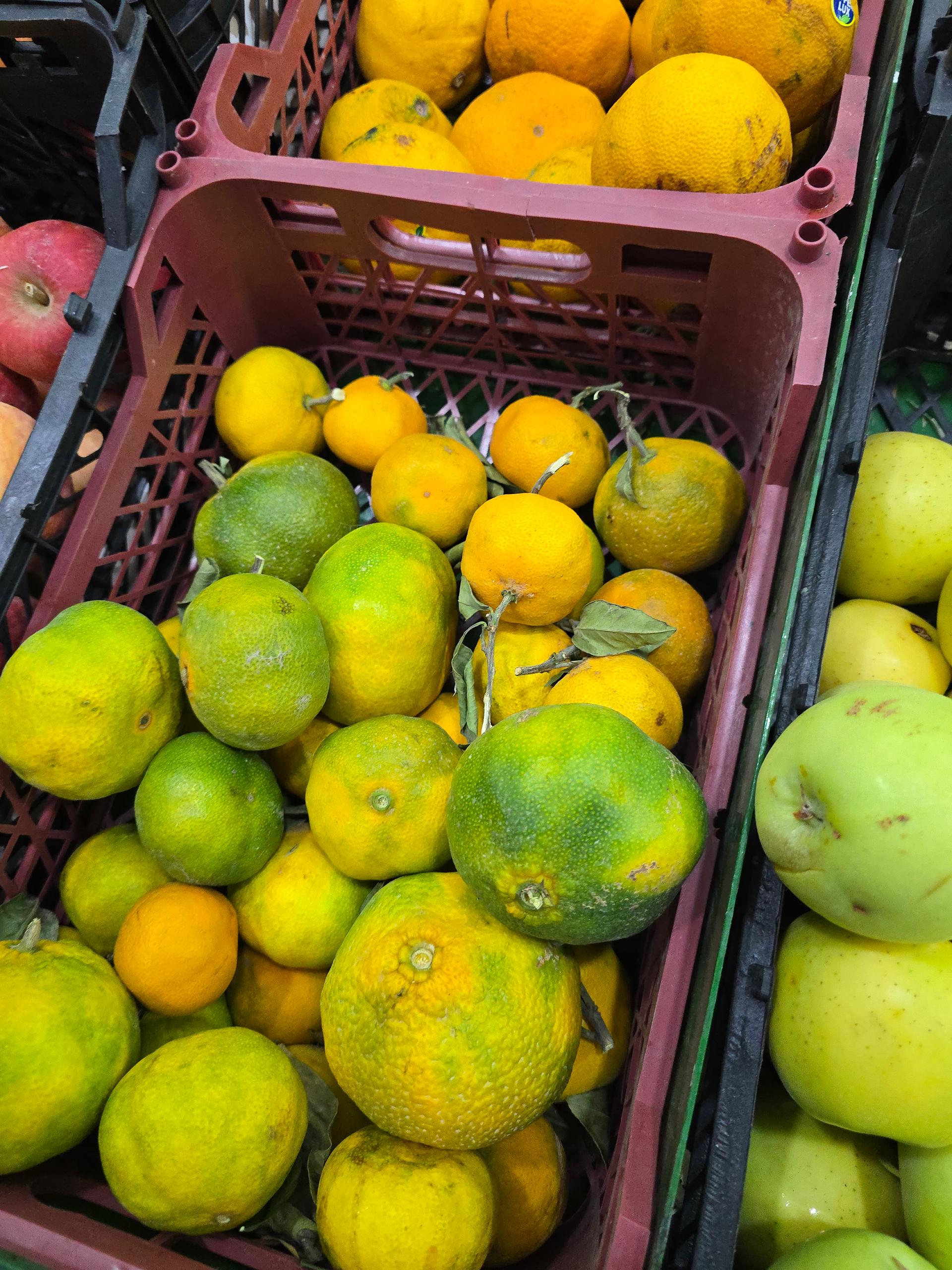 عکس باغستان میوه