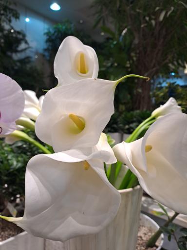 عکس گل فروشی کلاسیک