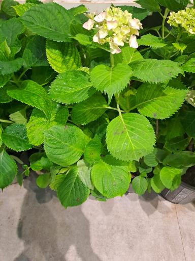 عکس گل فروشی کلاسیک