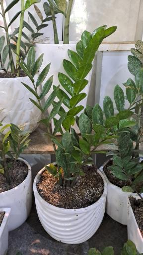 عکس گل فروشی کلاسیک