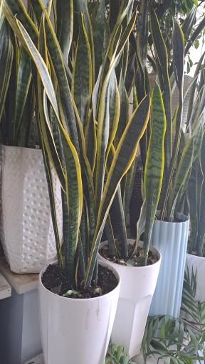 عکس گل فروشی کلاسیک