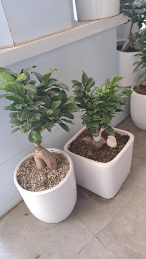 عکس گل فروشی کلاسیک