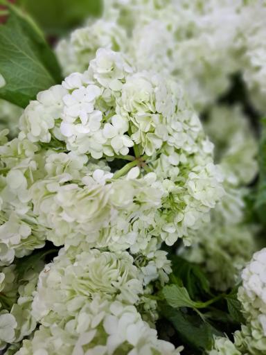 عکس گل فروشی کلاسیک