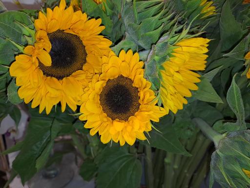 عکس گل فروشی کلاسیک