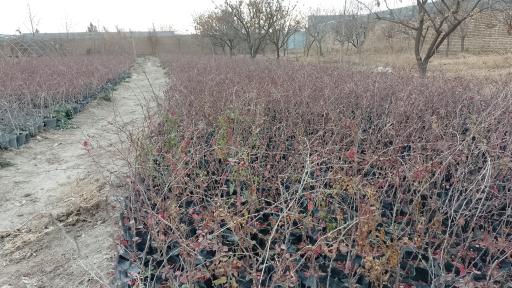 عکس گلخانه براتی گوارشک