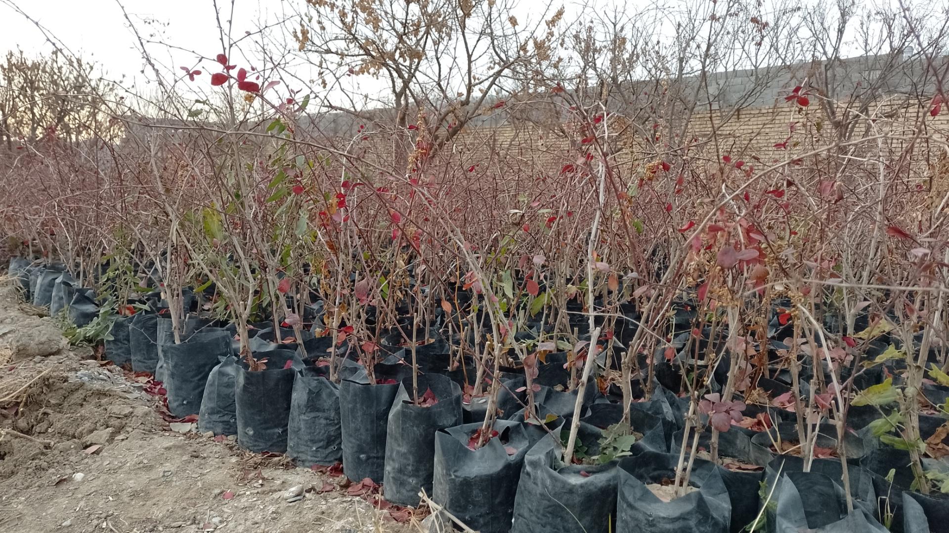 عکس گلخانه براتی گوارشک