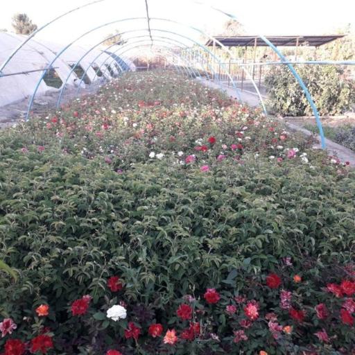 گلخانه براتی گوارشک