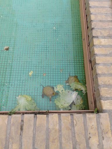 عکس رستوران عمارت