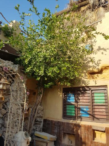 عکس تک بادگیر کیش