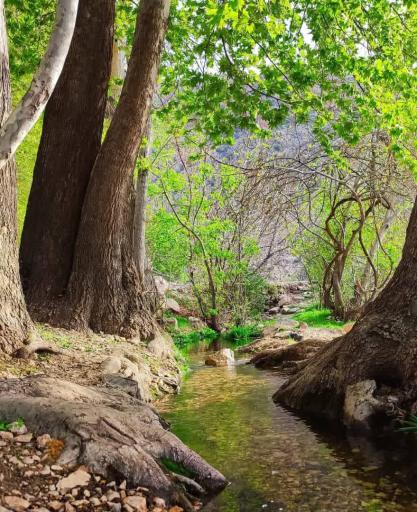 عکس رونیز