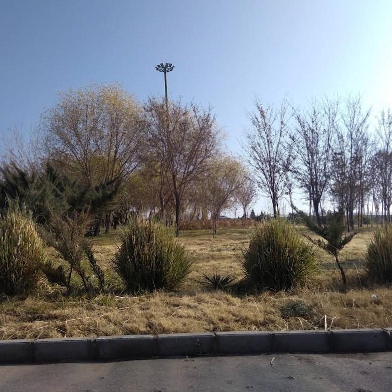 عکس فضای سبز رینگ پل ولایت