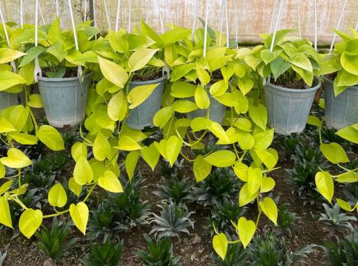 عکس گلکده آرامش 