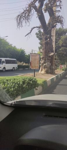 عکس سرو کهنسال کرج