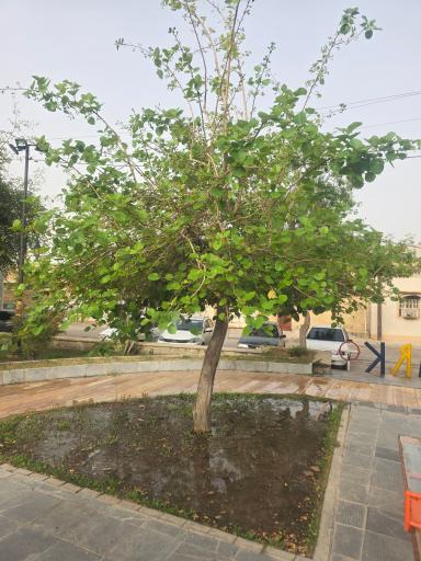عکس بوستان باهنر