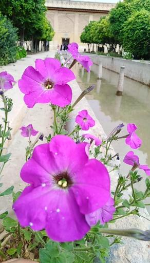 عکس ارگ کریم خان زند