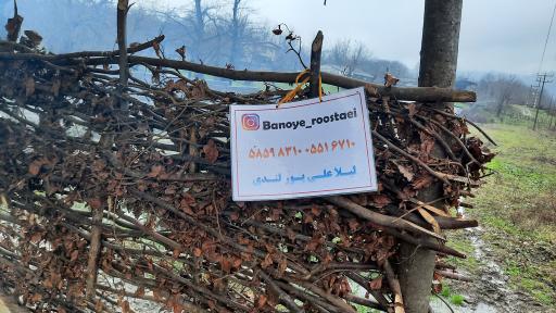 عکس کلبه جنگلی بانوی روستایی