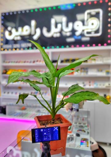 عکس موبایل رامین