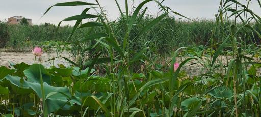 عکس تالاب نیلوفرهای آبی