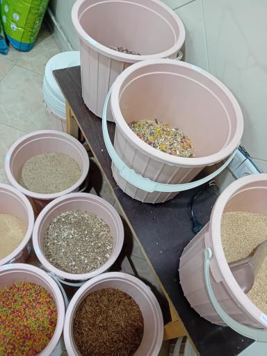 عکس پت شاپ پنبه