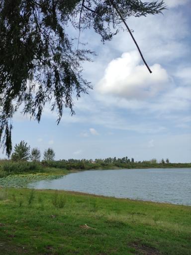 عکس تالاب نیلوفرهای آبی