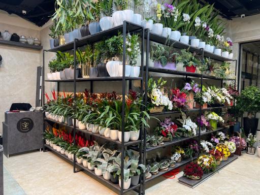 عکس گالری گل روژانو