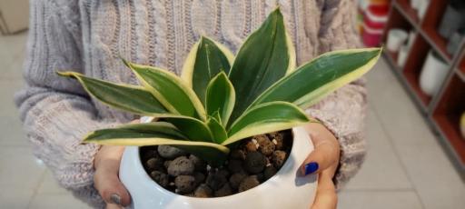 عکس گلفروشی پردیس گاردن