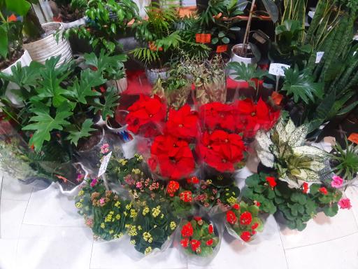 عکس گلفروشی پردیس گاردن