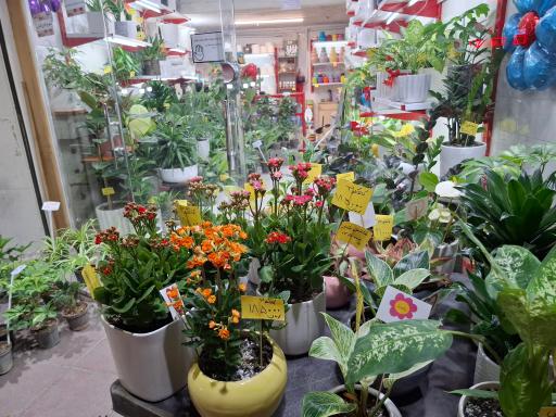 عکس گلفروشی پردیس گاردن