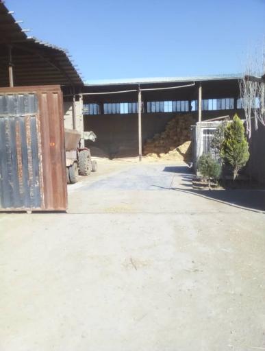 عکس گاوداری حسن حبیب الله