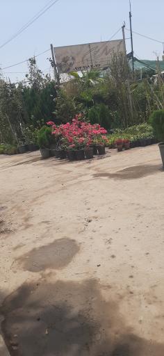 گلسرای سوسن