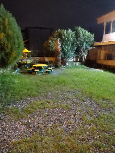 عکس نخل زرین