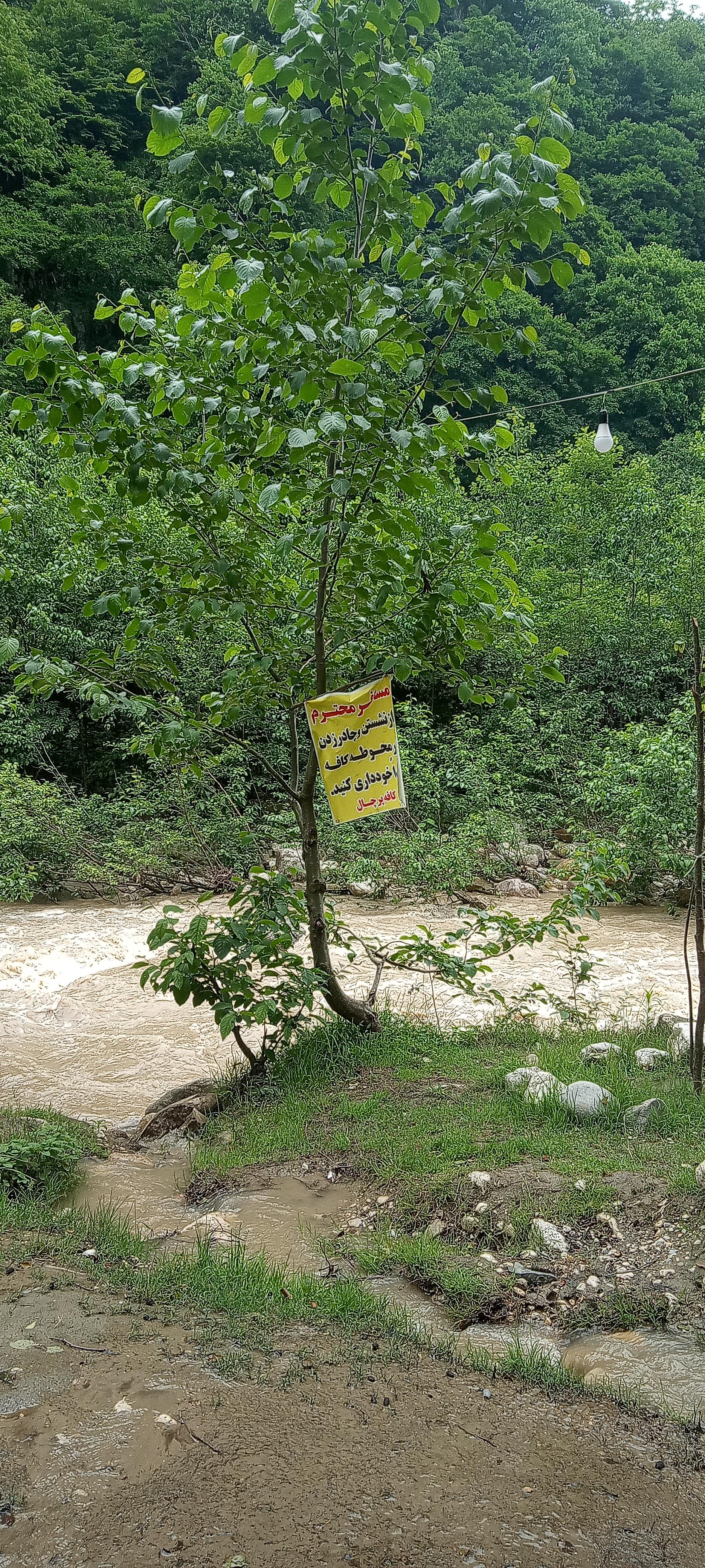 عکس کافه پرچال