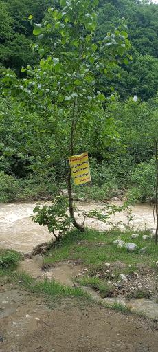 عکس کافه پرچال