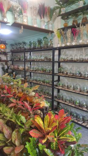 عکس تراریوم فواد