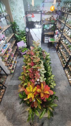 عکس تراریوم فواد