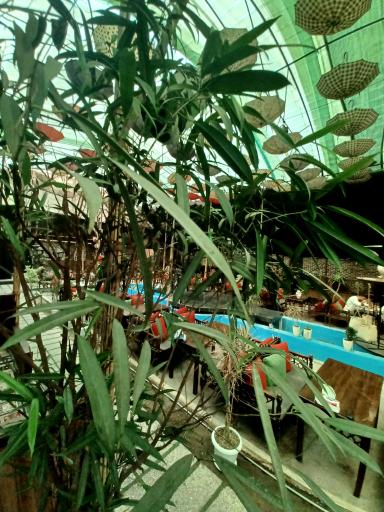 عکس کافه رستوران باغچه رودا