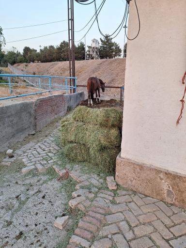 عکس باشگاه سوارکاری و چوگان ارتش ذوالجناح