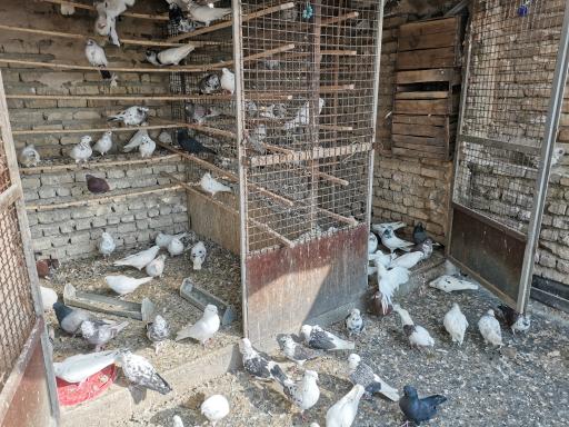 عکس پرنده سرای سیمرغ 