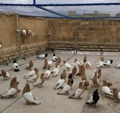 عکس پرنده سرای سیمرغ 