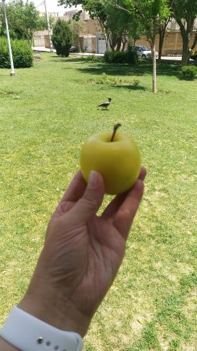 عکس بوستان شهدای کنگاز