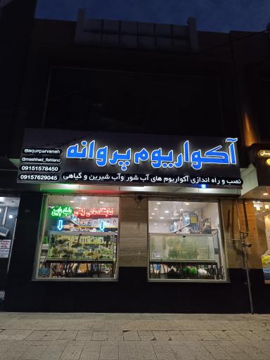 عکس آکواریوم پروانه 