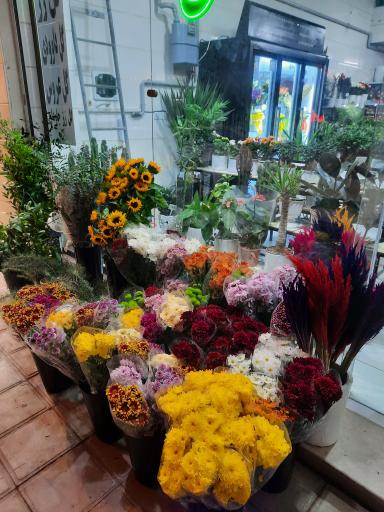 عکس گلکده آریانا 