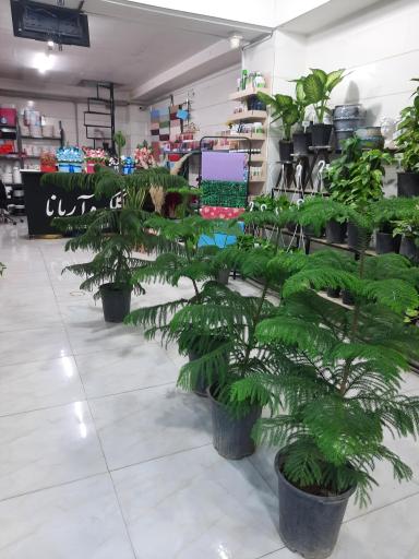 عکس گلکده آریانا 