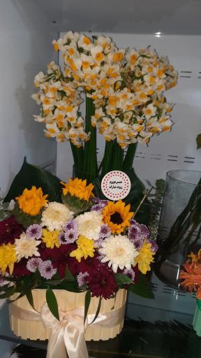 عکس گلکده آریانا 