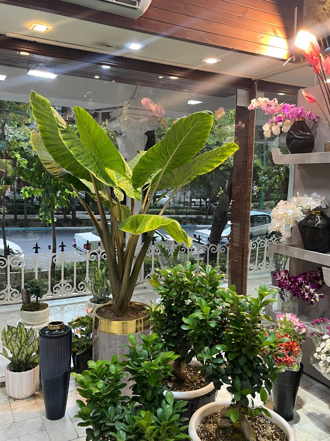 عکس گلفروشی لوناگل